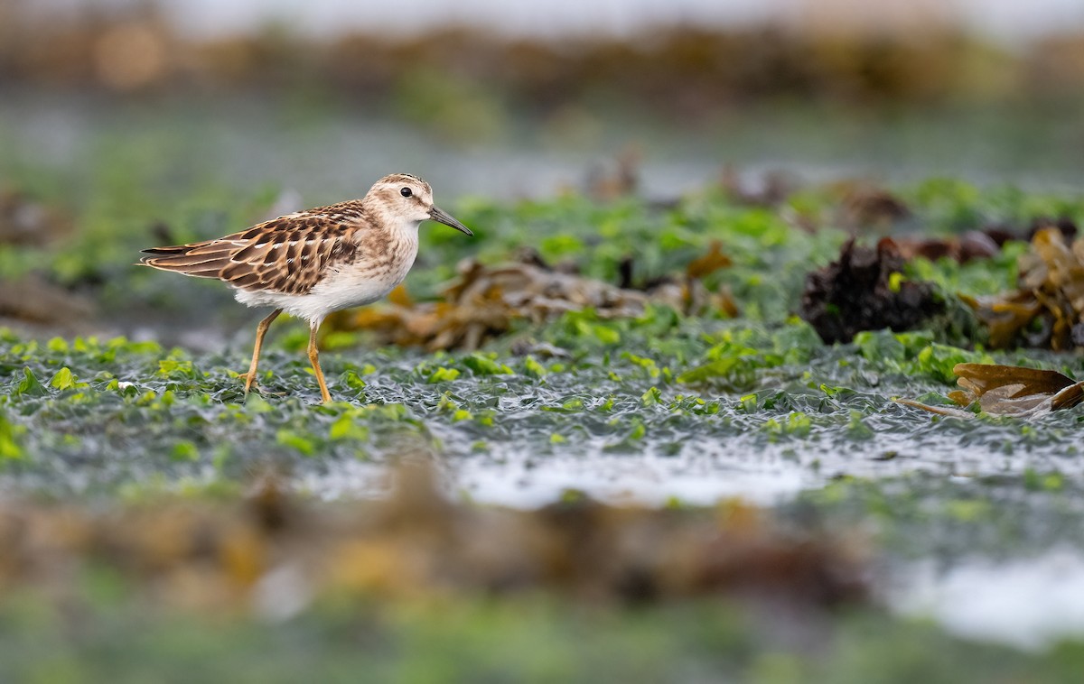 Least Sandpiper - ML640538268