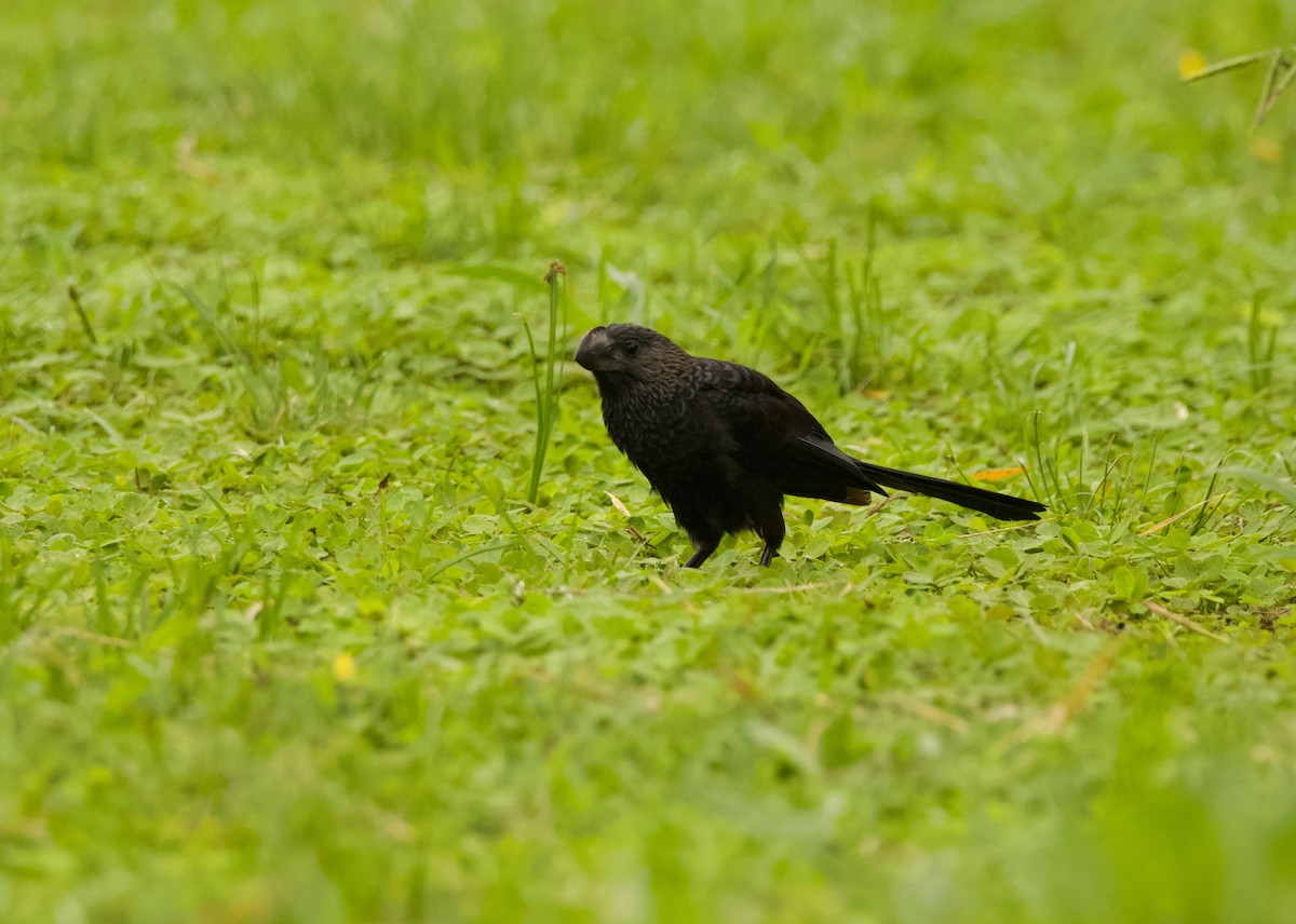 Smooth-billed Ani - ML640538315