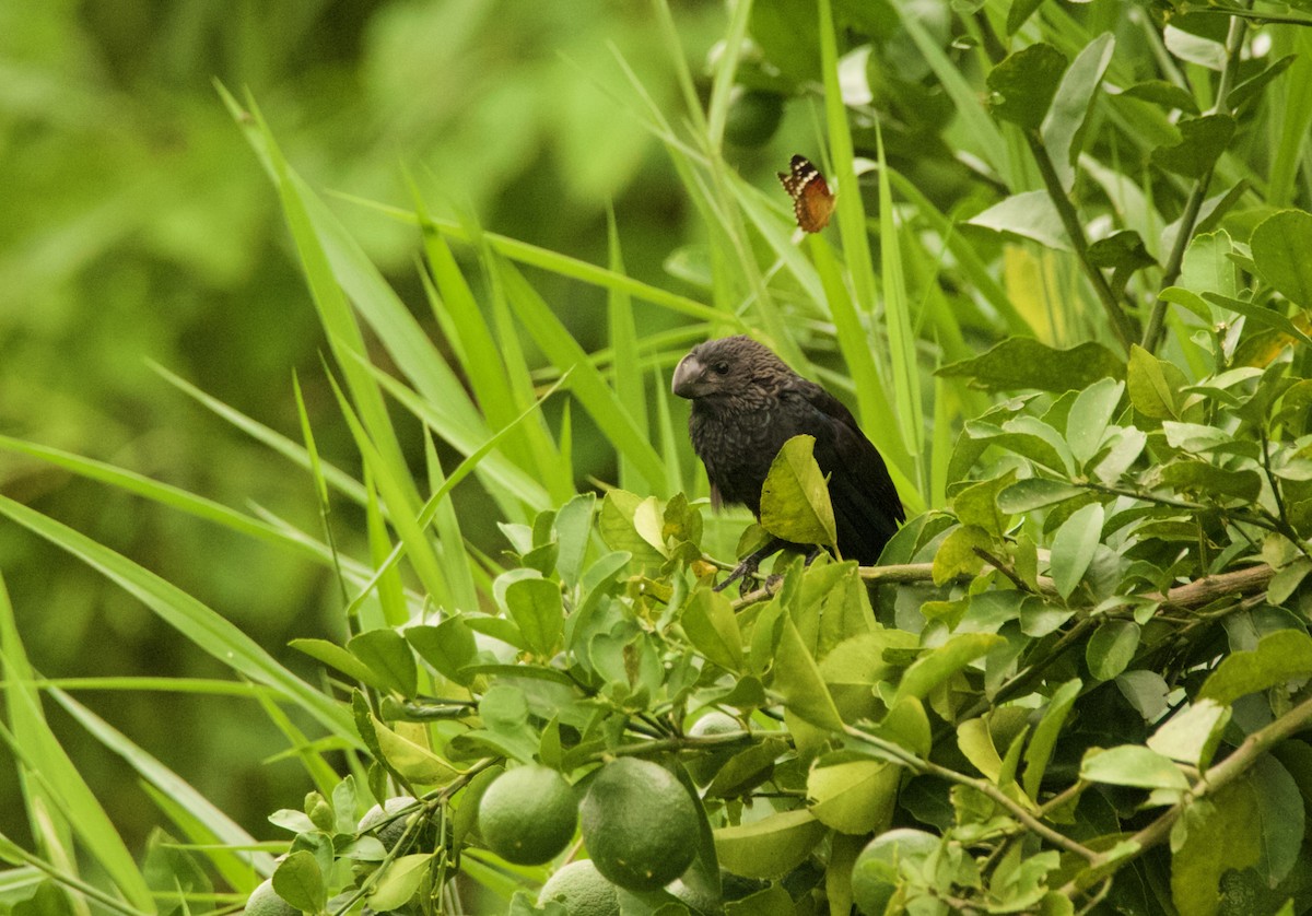 Smooth-billed Ani - ML640538317