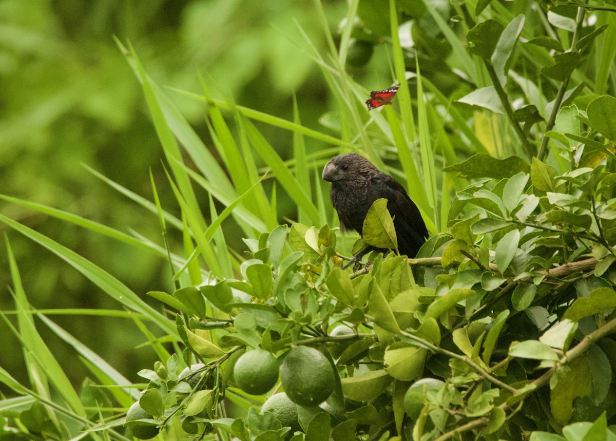 Smooth-billed Ani - ML640538319