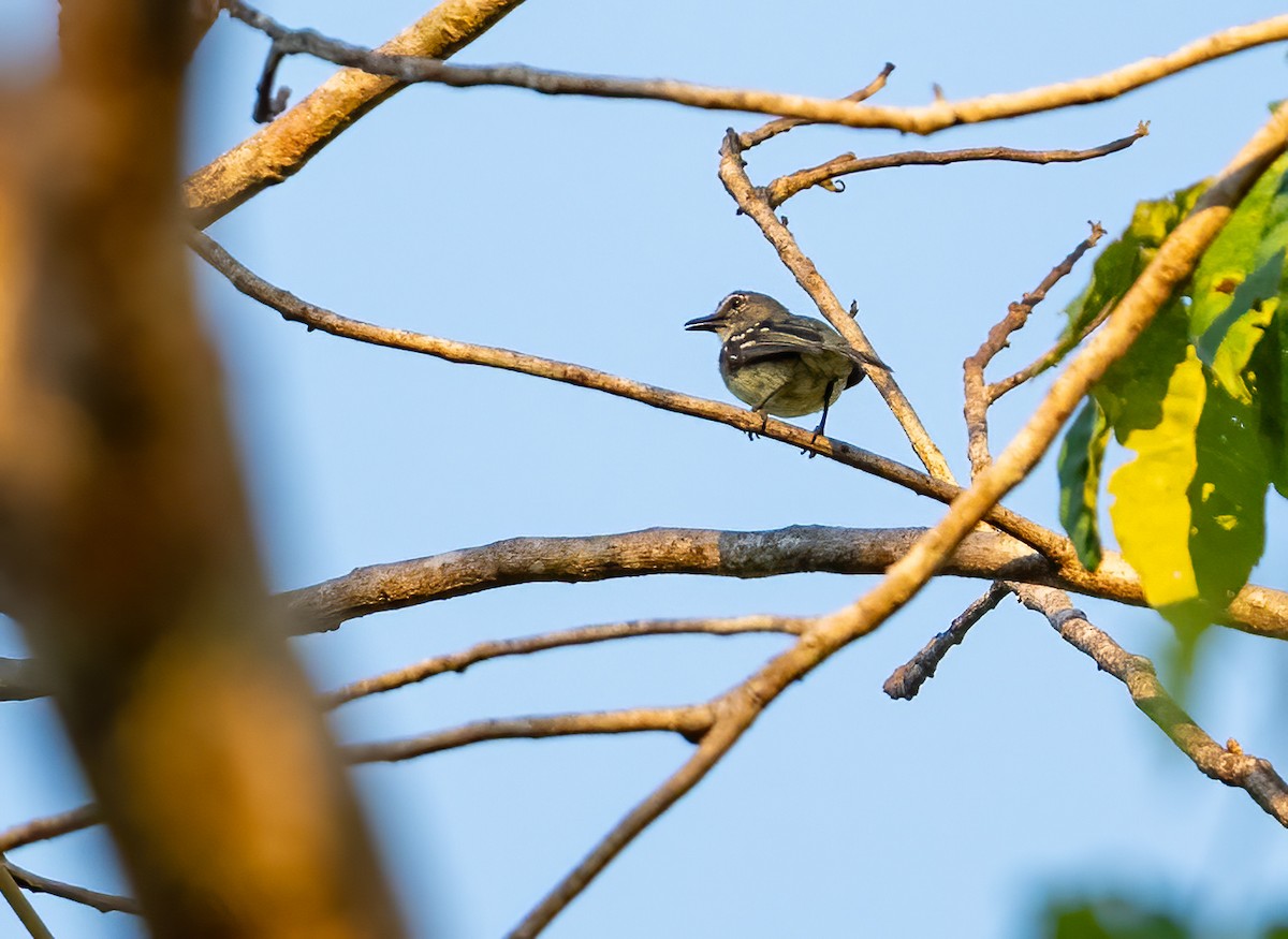 White-lored Tyrannulet - ML640538332