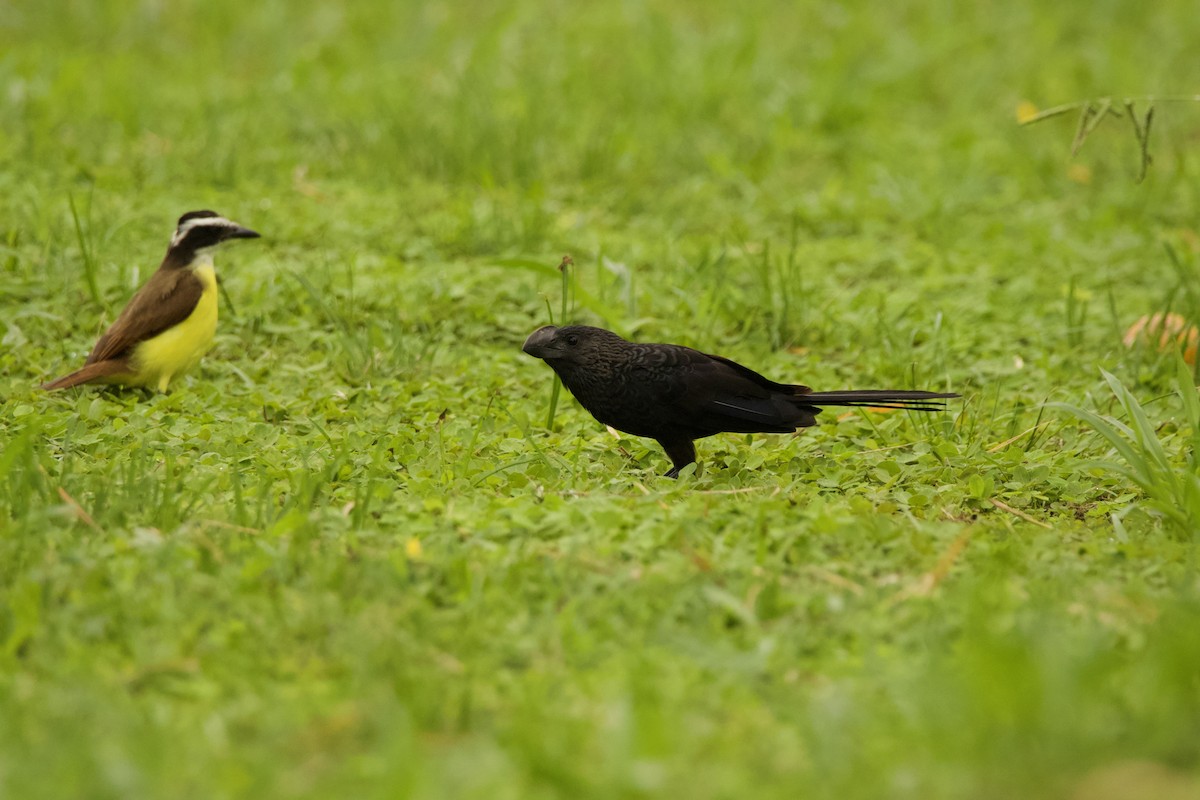 Smooth-billed Ani - ML640538335