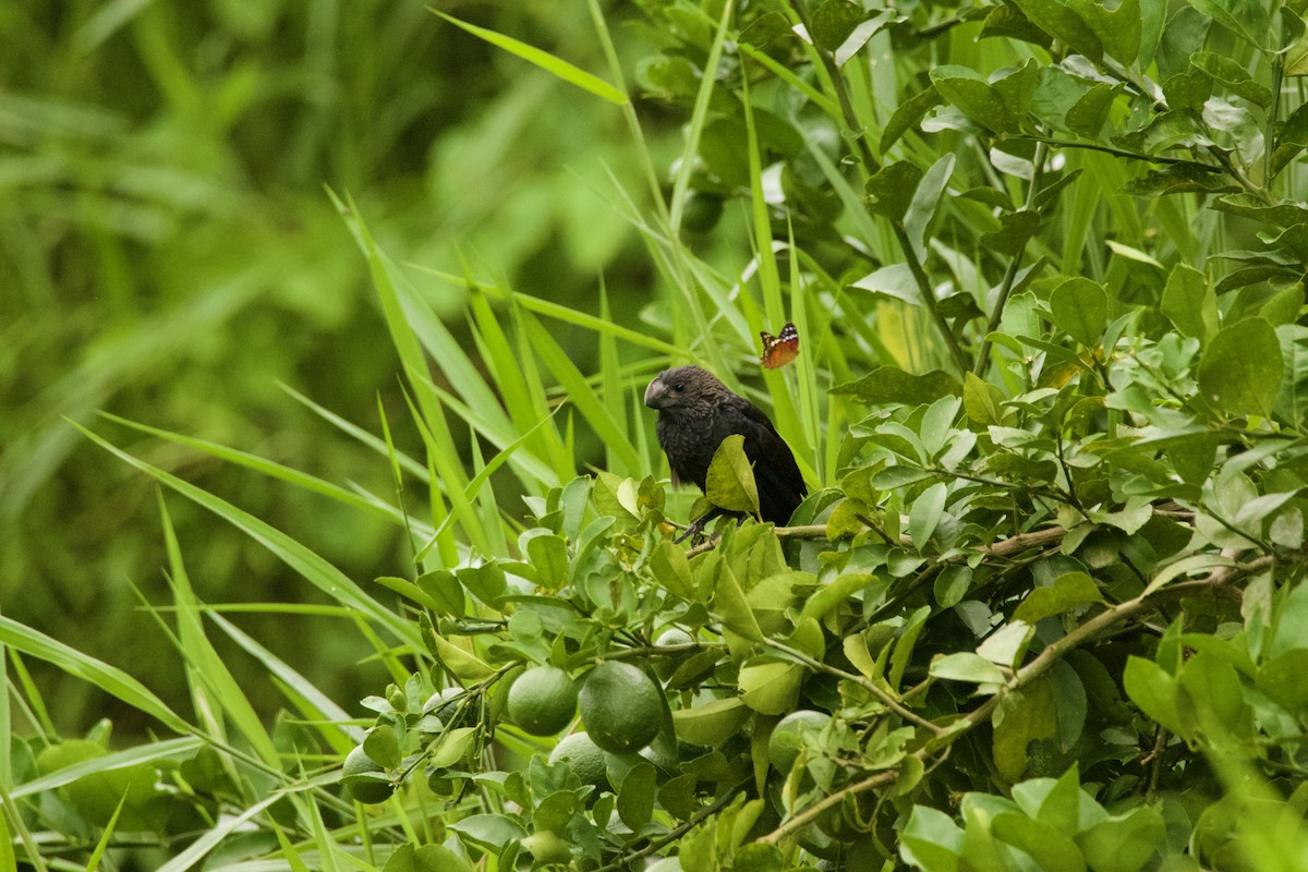 Smooth-billed Ani - ML640538336