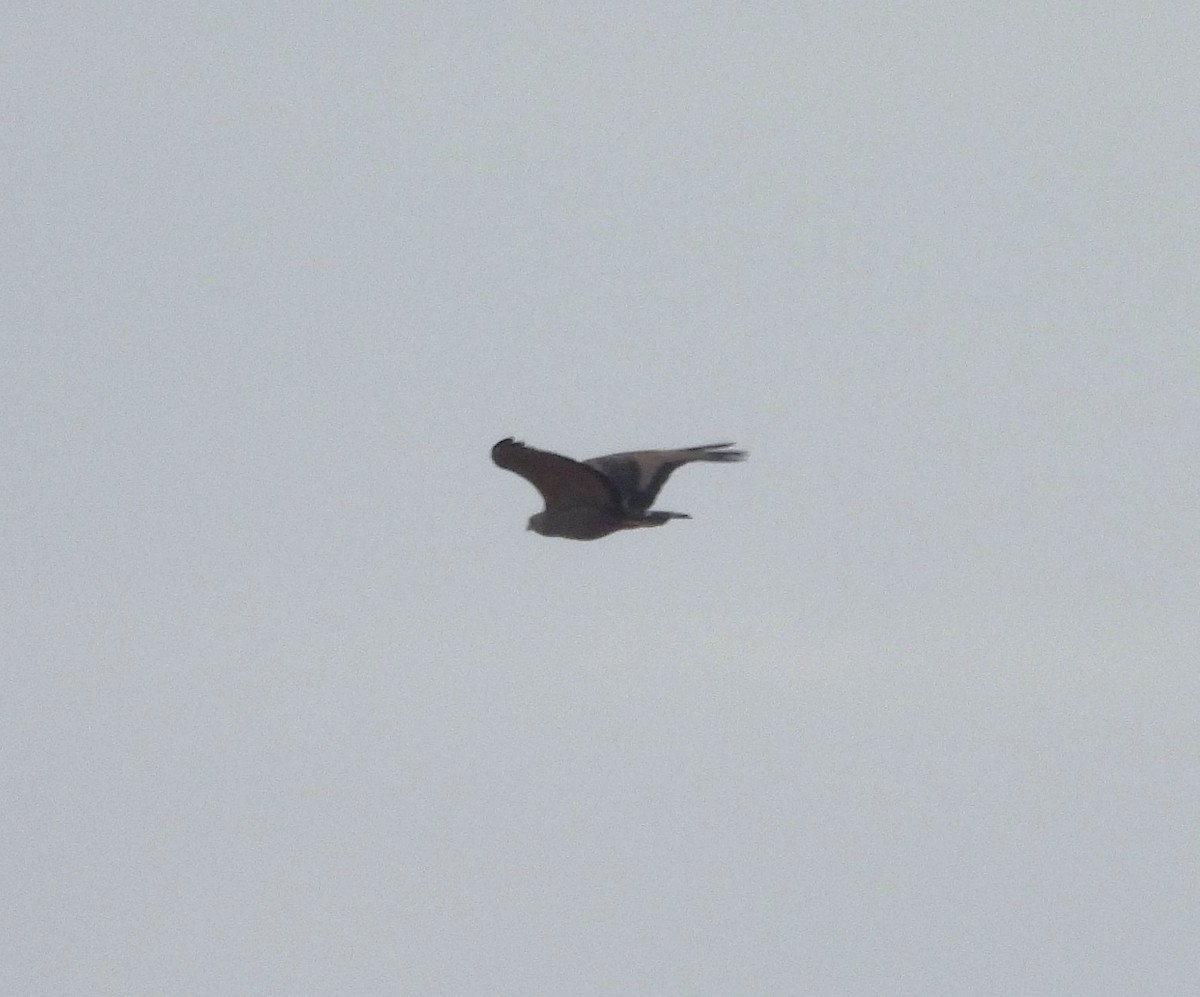 Chaco Eagle - ML640538338