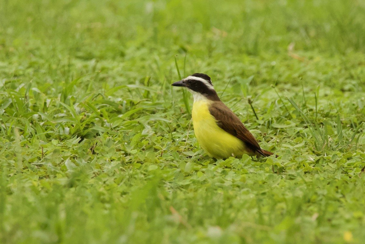 Lesser Kiskadee - ML640538345