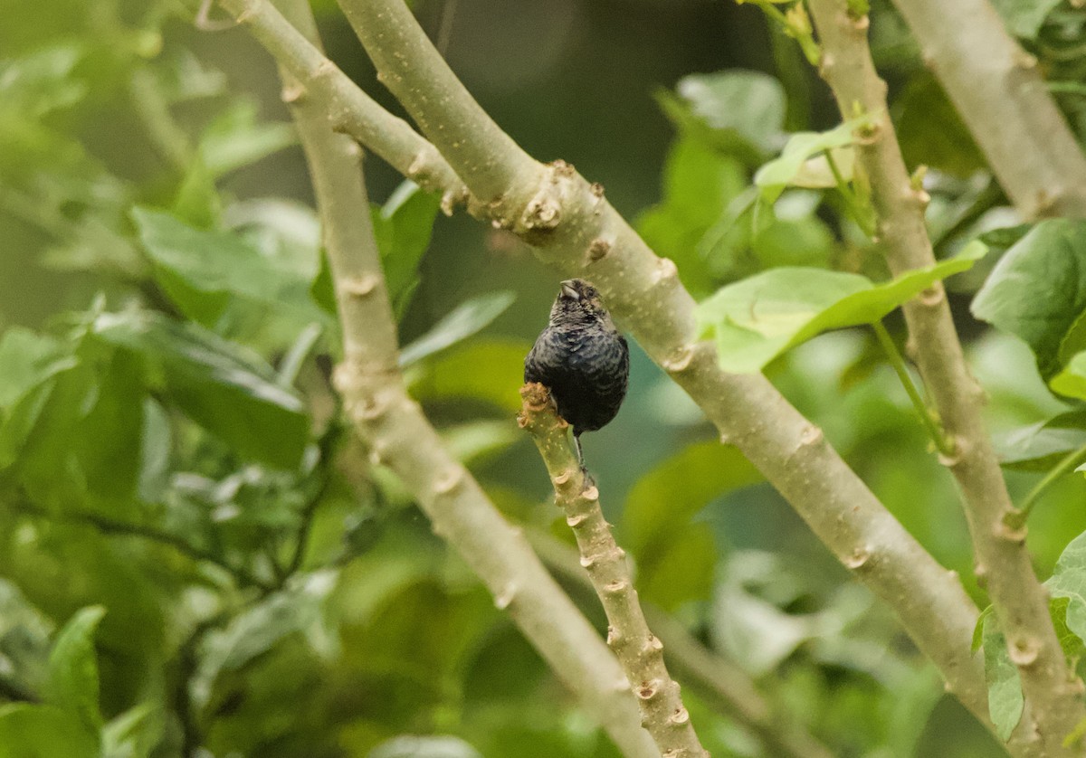 Blue-black Grassquit - ML640538353