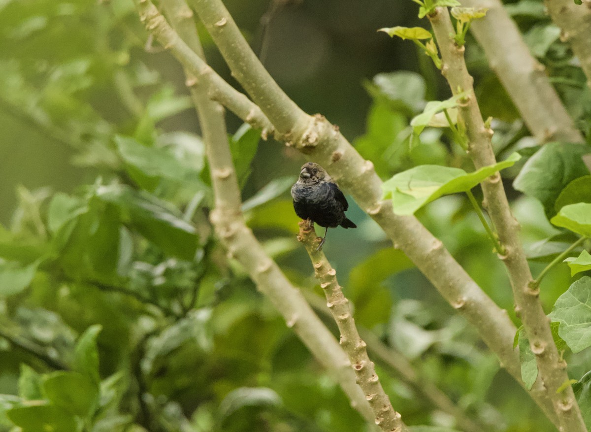 Blue-black Grassquit - ML640538354