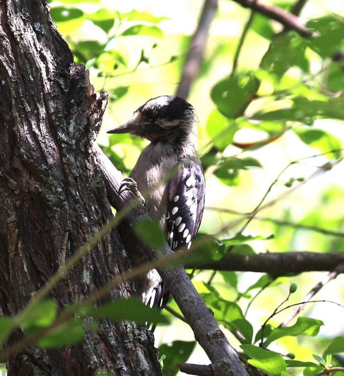 Hairy Woodpecker - ML640538355
