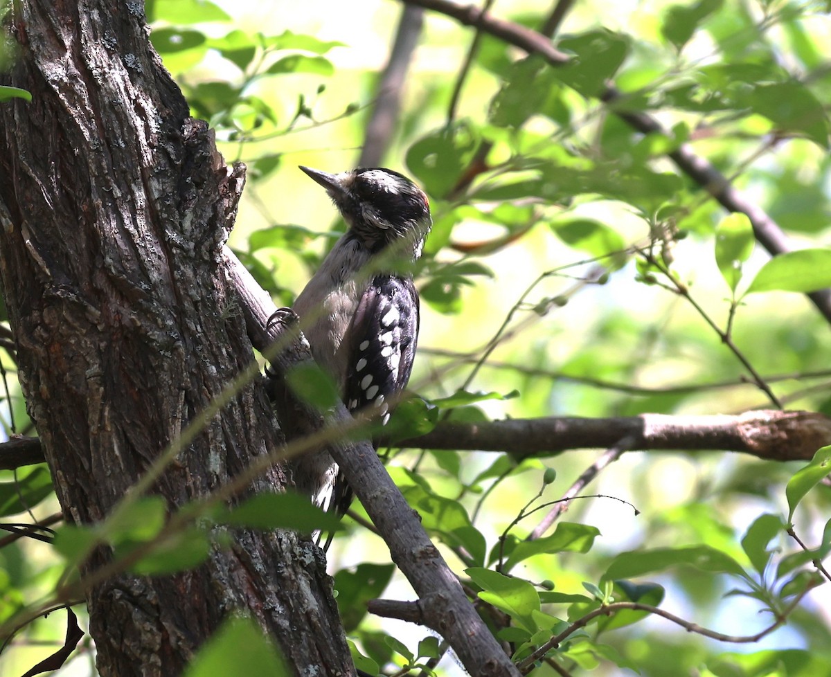 Hairy Woodpecker - ML640538356