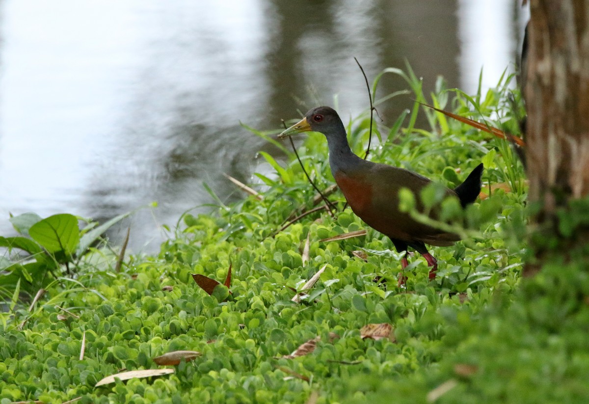 Gray-cowled Wood-Rail (Gray-cowled) - ML640538398