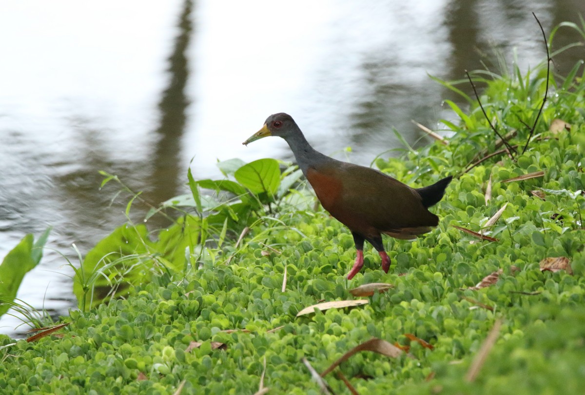 Gray-cowled Wood-Rail (Gray-cowled) - ML640538399