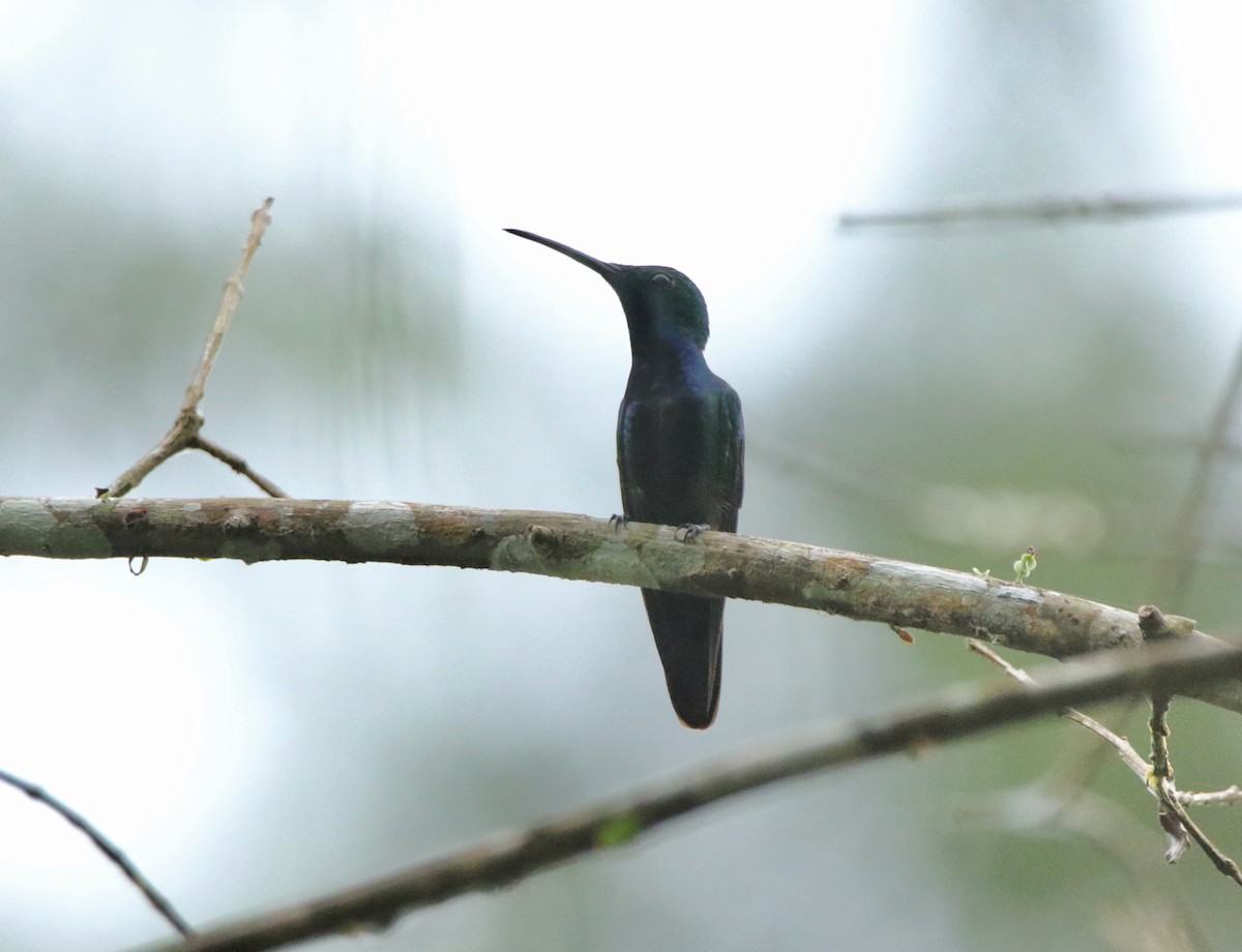 Black-throated Mango - ML640538413