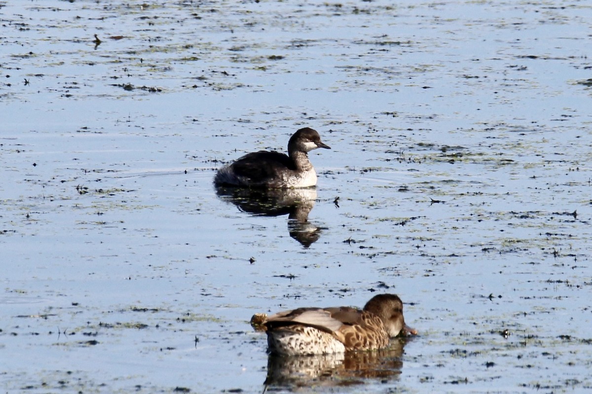 Eared Grebe - ML640538457