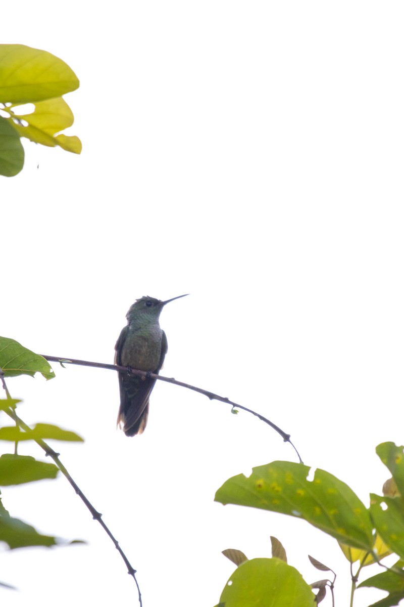 Scaly-breasted Hummingbird - ML640538576