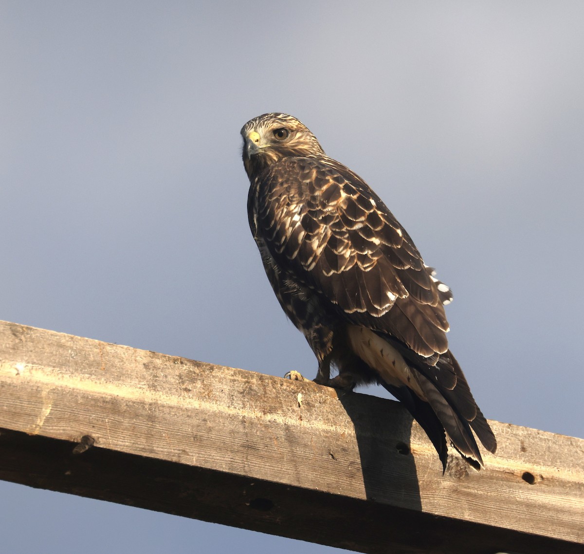 Swainson's Hawk - ML640538611
