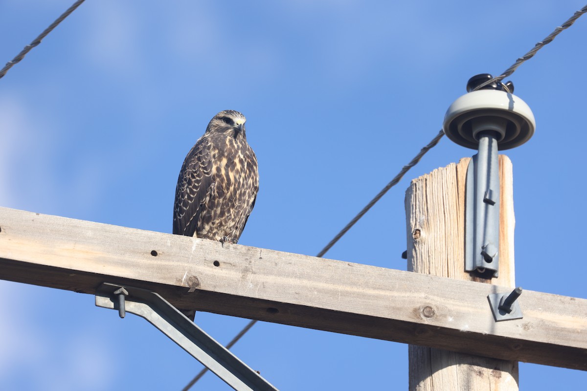 Swainson's Hawk - ML640538612