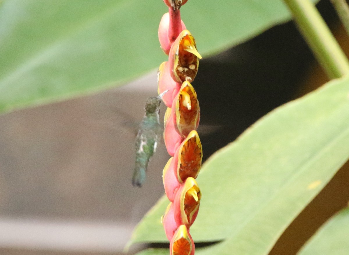 Long-billed Starthroat - ML640538616
