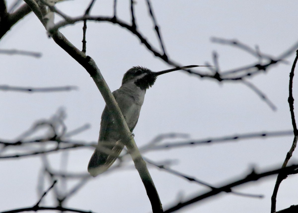 Long-billed Starthroat - ML640538617