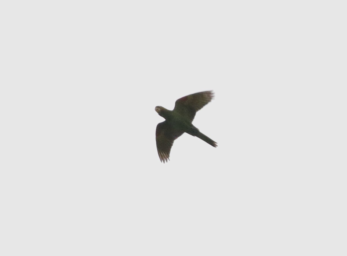 White-eyed Parakeet - ML640538635