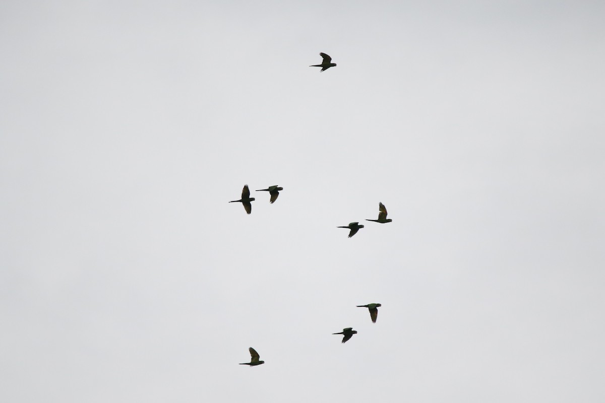 White-eyed Parakeet - ML640538638