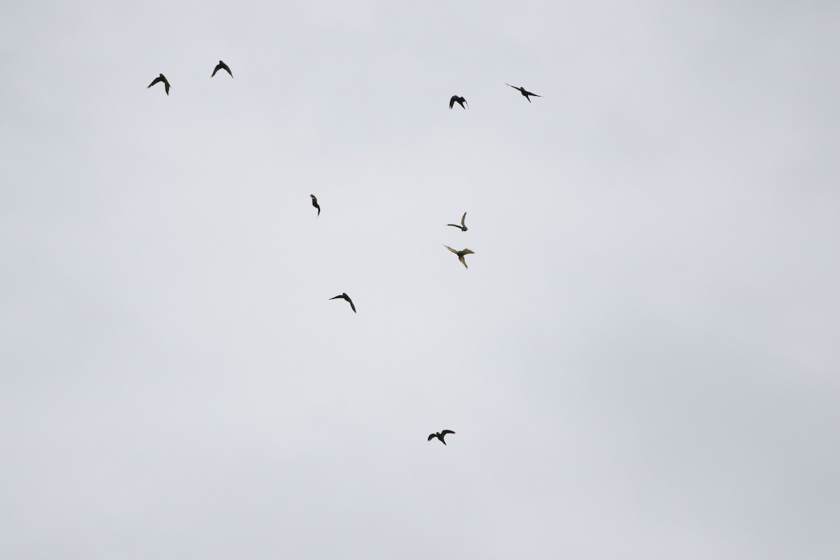 White-eyed Parakeet - ML640538639