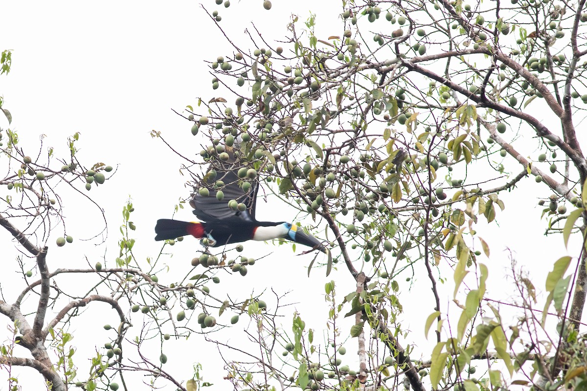 White-throated Toucan - ML640538655