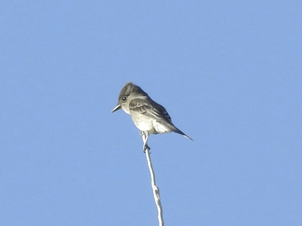 Western Wood-Pewee - ML640538667