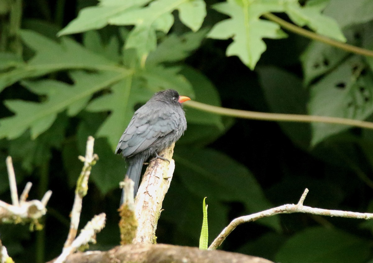 Black-fronted Nunbird - ML640538668