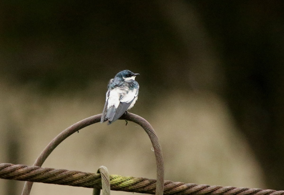 White-winged Swallow - ML640538682