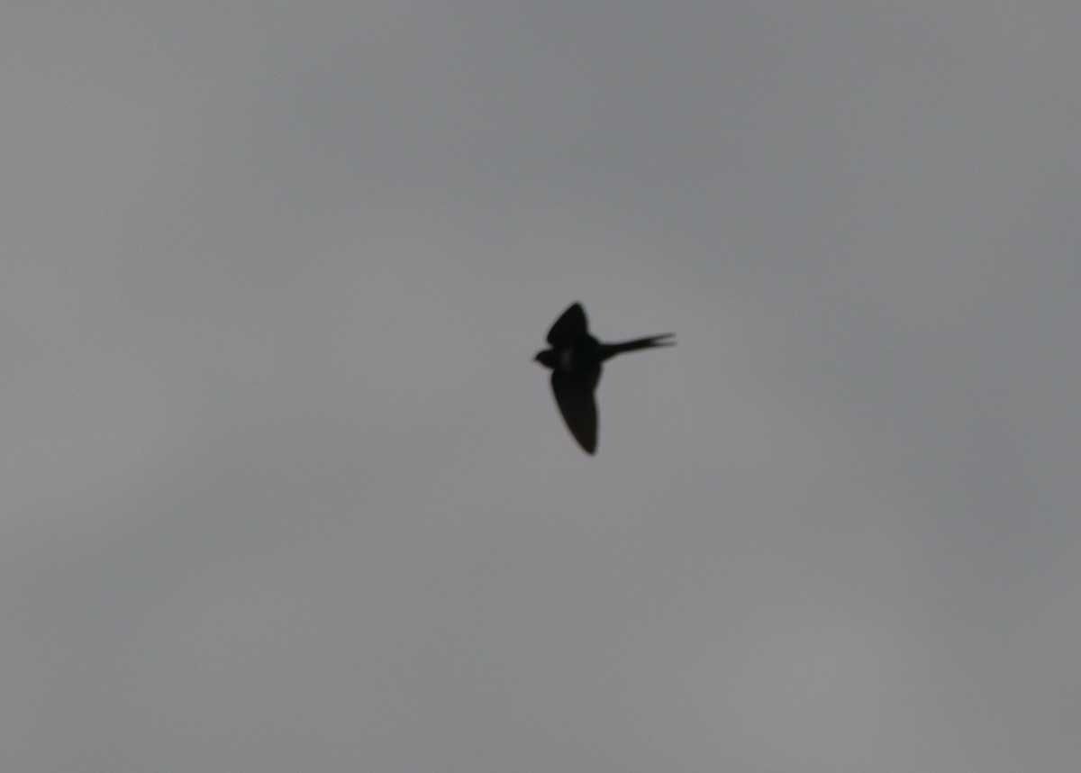 Golondrina Fajiblanca - ML640538713