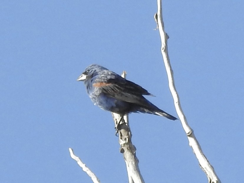 Blue Grosbeak - ML640538731