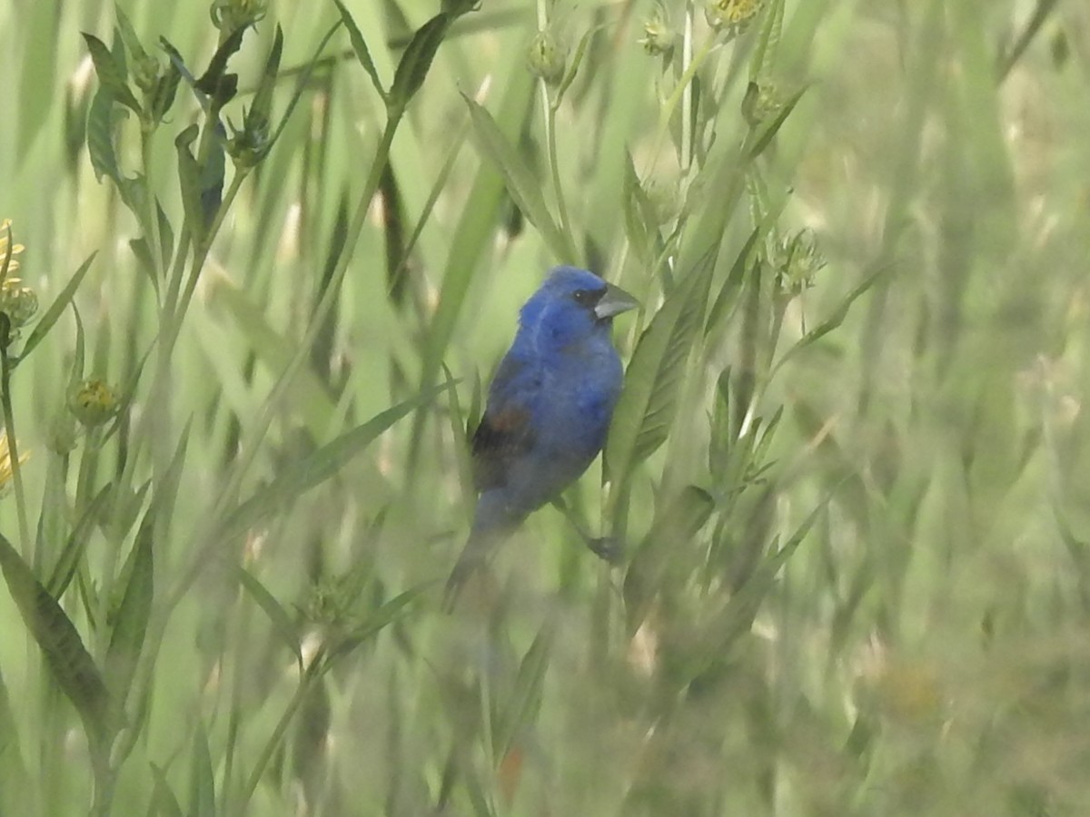 Blue Grosbeak - ML640538732