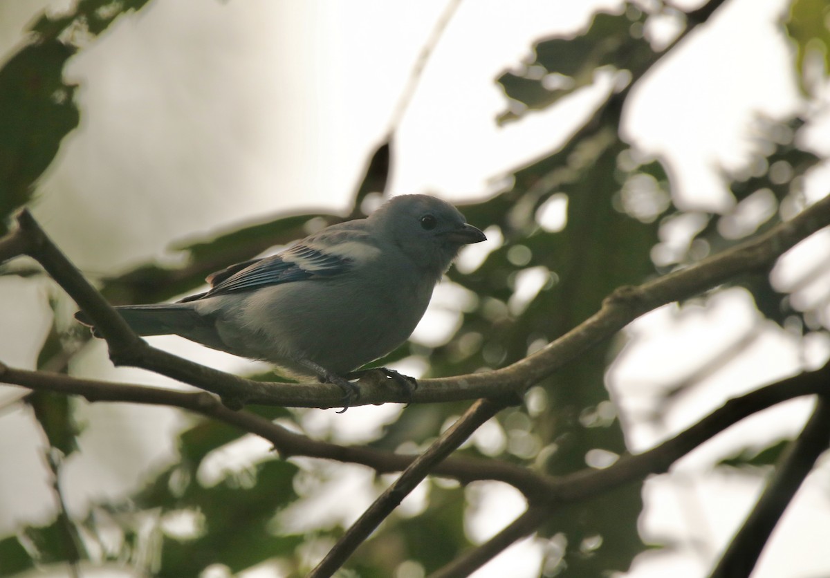 Blue-gray Tanager (White-edged) - ML640538733