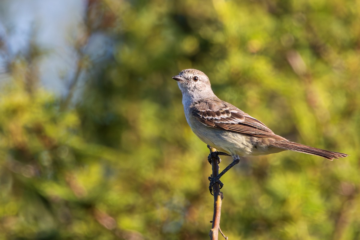 Southern Scrub-Flycatcher - ML640538763
