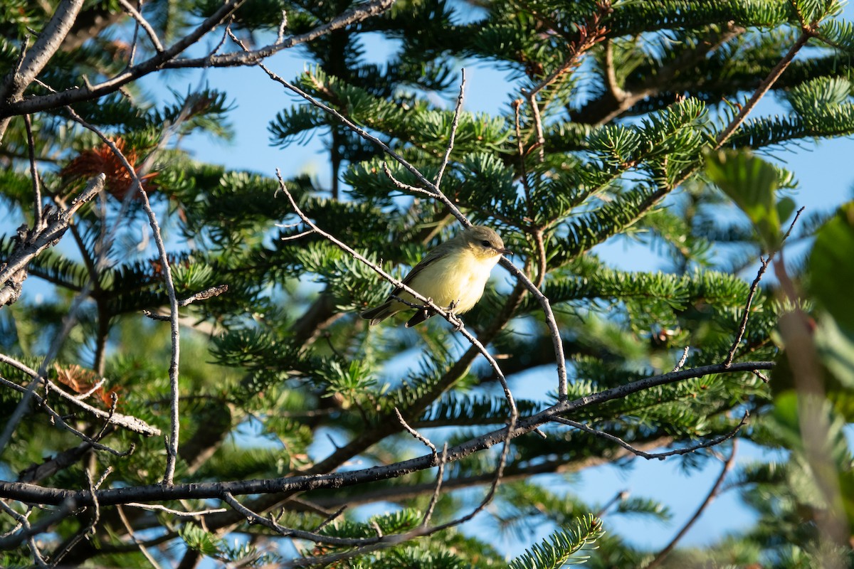 Philadelphia Vireo - ML640538822