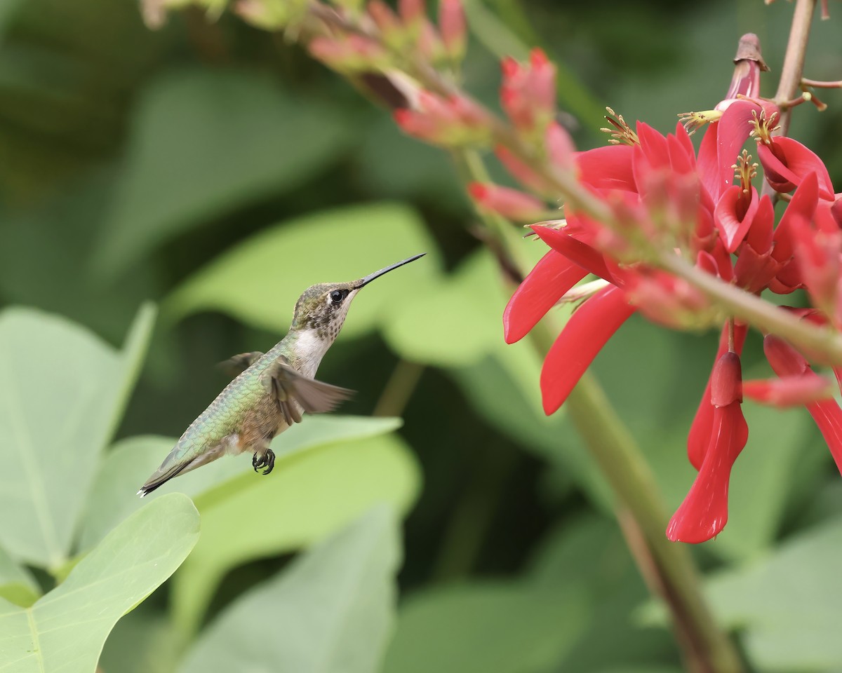 Ruby-throated Hummingbird - ML640538829