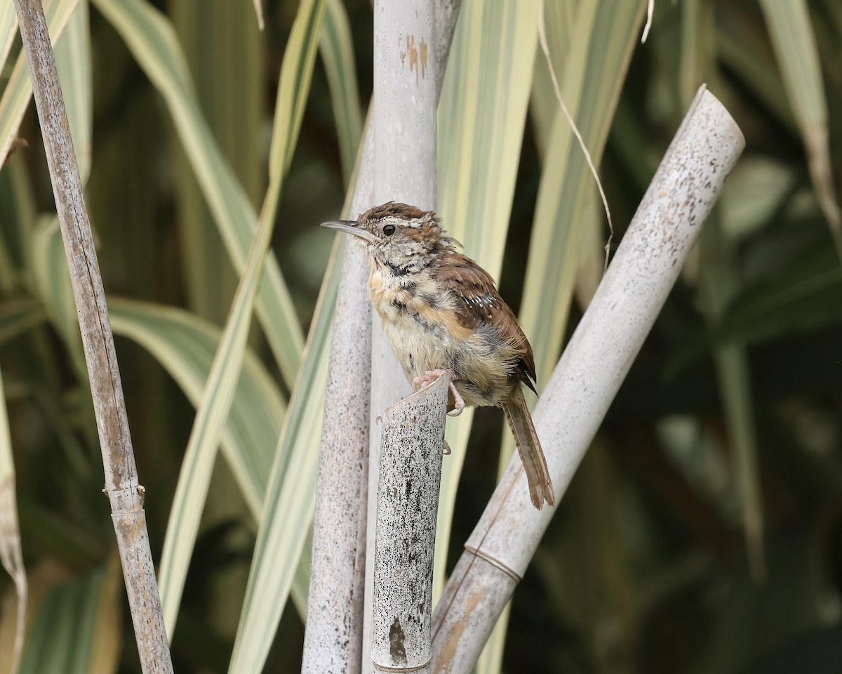 Carolina Wren - ML640538834