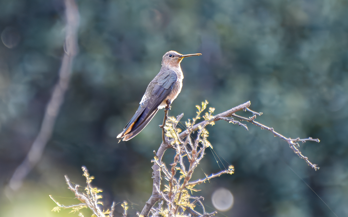 Giant Hummingbird - ML640538864