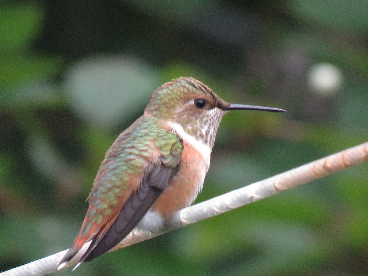 Rufous Hummingbird - ML640538921