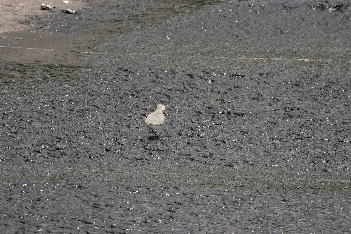 Spotted Sandpiper - ML640538971