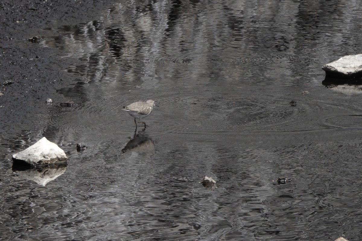 Spotted Sandpiper - ML640538972