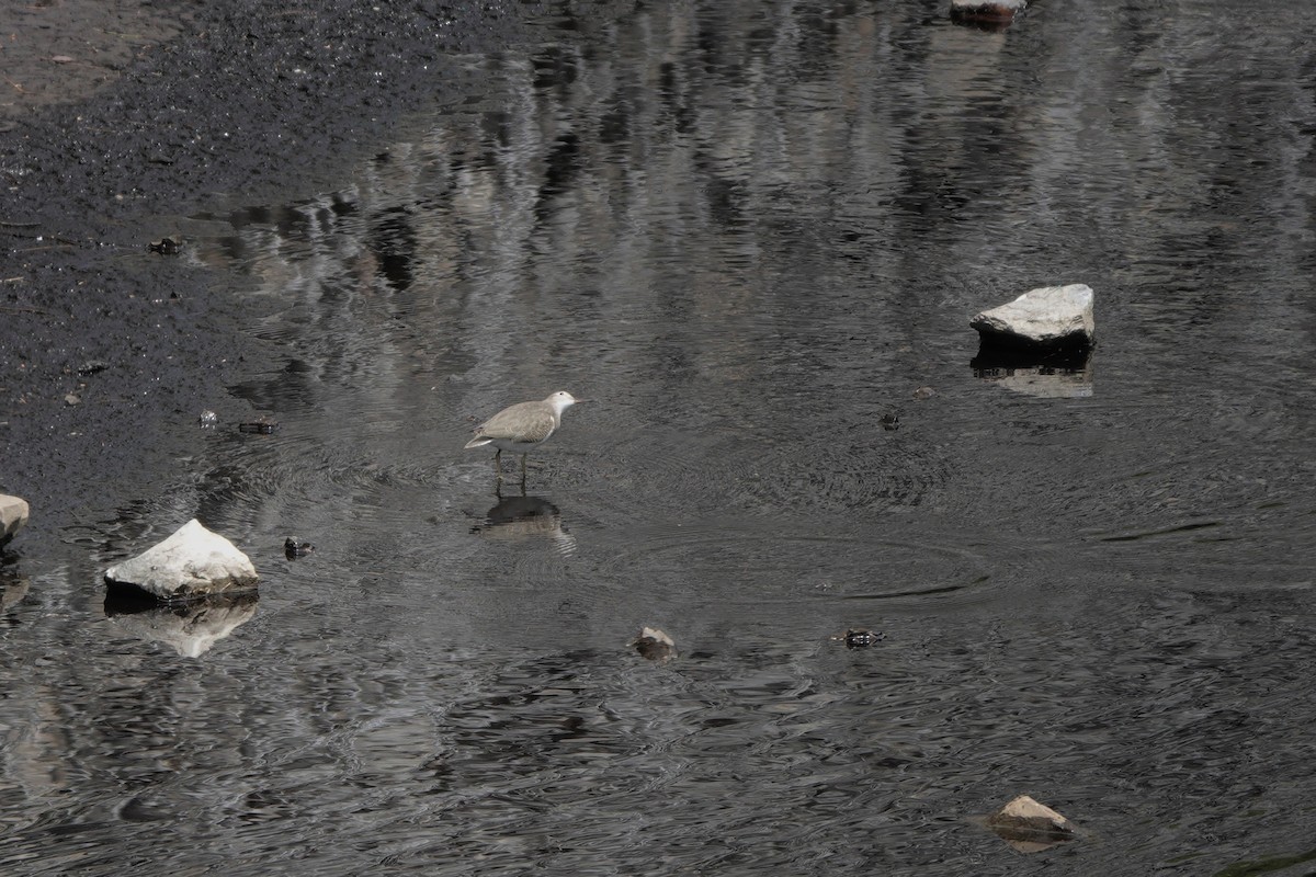 Spotted Sandpiper - ML640538973