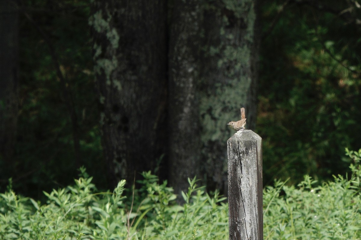 Northern House Wren - ML640538998