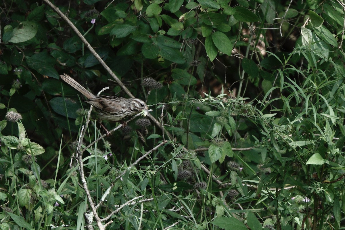 Song Sparrow - ML640539039