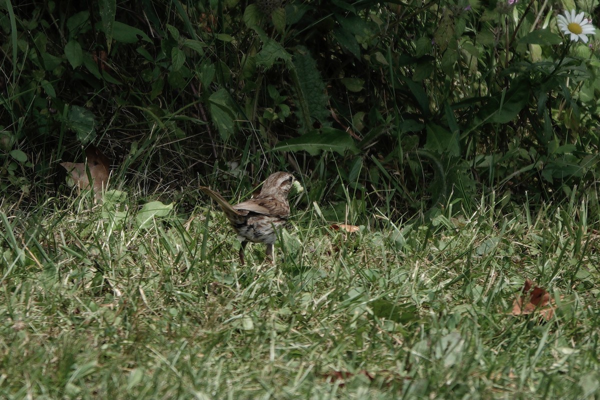 Song Sparrow - ML640539040