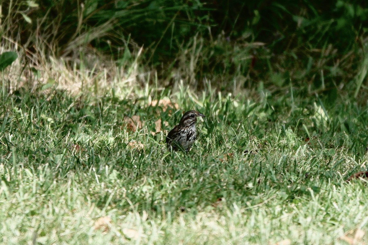 Song Sparrow - ML640539041