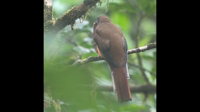 Collared Trogon (Orange-bellied) - ML640539045