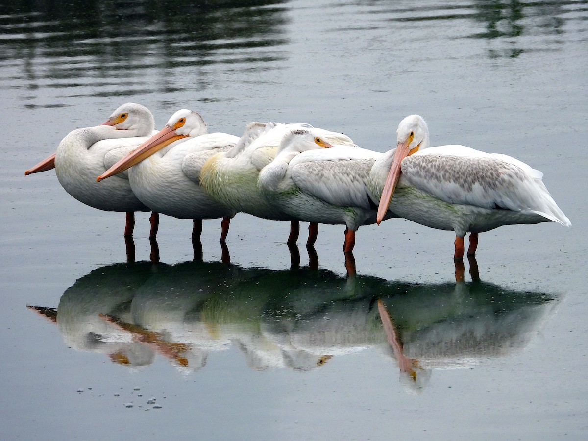 Pélican d'Amérique - ML640539046