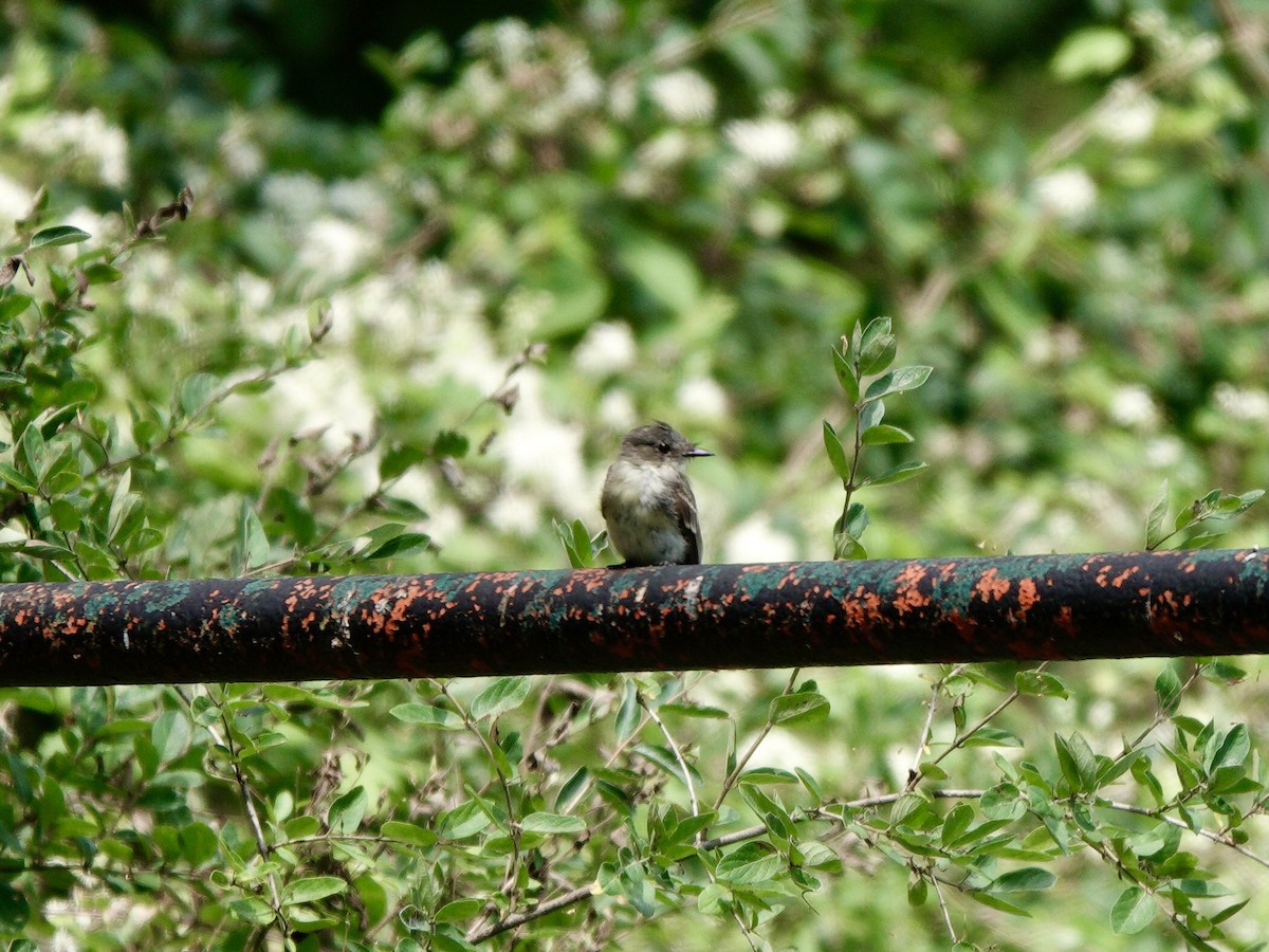 Eastern Phoebe - ML640539103
