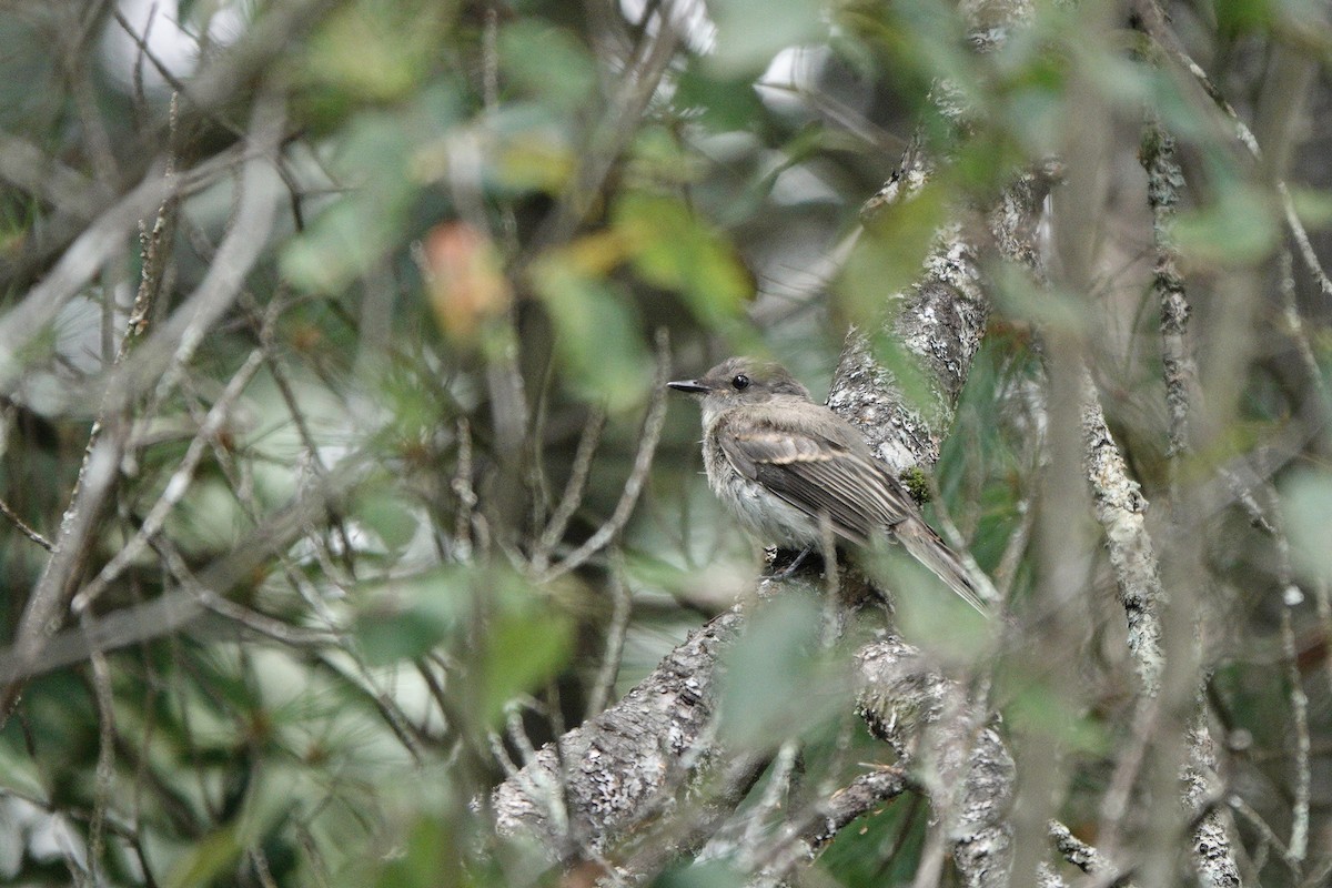 Eastern Phoebe - ML640539104